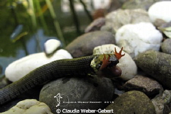 lunchtime... by Claudia Weber-Gebert 